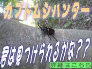 キャンプ場カブトムシハンター