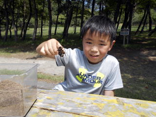 カブトムシ クワガタ キャンプ場