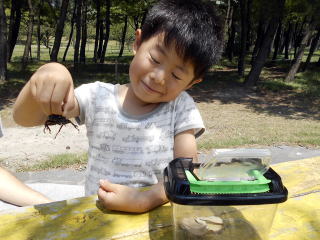 カブトムシ クワガタ キャンプ場