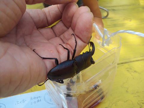カブトムシ クワガタ キャンプ場