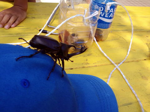 カブトムシ クワガタ キャンプ場