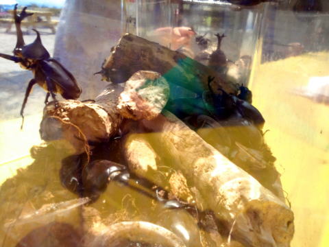 山形県 キャンプ カブトムシ
