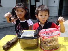 山形県 キャンプ場 カブトムシ